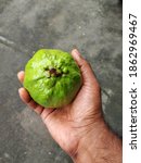Juicy Guava In Men Hand