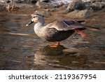 Wild Spot-Billed Duck stretching its wing and leg in a shallow stream.