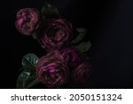 Moody flowers. Roses peony purple on a black background. Blur and selective focus. Low key photo. Extreme Flower Close-up. Copy space