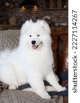 Small photo of Cute dog, pet: breed Samoyed (Nenets Herding Laika). Samoyed with blue different eyes. Domestic animal at home, in house. White furry dog with red scarf. Beautiful Samoyed laika, cute fluffy pet, dog