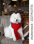 Small photo of Cute dog, pet: breed Samoyed (Nenets Herding Laika). Samoyed with blue different eyes. Domestic animal at home, in house. White furry dog with red scarf. Beautiful Samoyed laika, cute fluffy pet, dog