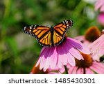 Monarch Butterfly Pollinating A ...