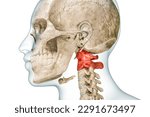 Atlas and axis cervical vertebrae in red with body 3D rendering illustration isolated on white with copy space. Human skeleton ans spine anatomy, medical diagram, osteology, skeletal system concepts.