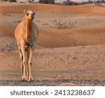 Camel with desert natural...
