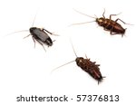 Free Image of Three dead cockroaches | Freebie.Photography