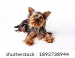 Yorkshire Terrier Puppy Sits....