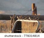 Chipping Sparrows On A Fence