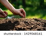 dirty farmer hand puts a plant seed in the hole in the soil 