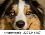 Front view of a Face of a 2 differently colored eyes australian shepherd dog in the morning light.