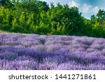 Intense Purple Lavender Field ...