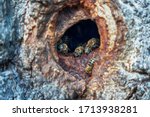А hollow in a tree used by honey bees as a hive.