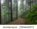 Mist Tree Road Forest Trail...
