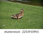 A Female Mallard Duck Stands In ...