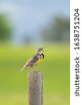 Small photo of Eastern Meadowlark perching on fence and singing
