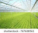 Small photo of Green House and green vegetable