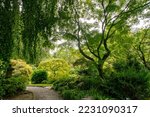 Small photo of Garden path in a Japanese garden with Japanese maples (Acer palmatum Dissectum)-the arrival of autumn and a stone lantern in Leverkuzemn, North Rhine-Westphalia, red fuchsia bush bloom and large lind