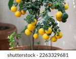  Amazing  Lemons Fruits On...