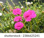 Small photo of The flower lady woke up late when it encountered light.The madam flower woke up late in the garden.Madam woke up late with a pink flower. Common English name Purslane Verdolaga