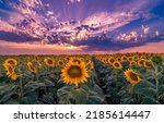 A Field Of Sunflowers At Dawn....