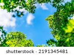 Summer green foliage on a blue sky background. Summer greenery on blue sky. Summer sky. Summer green