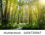 Small photo of Dense forest and swamp. Sunbeams bring down trees. Swamp vegetation.