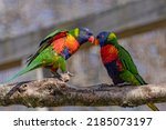 View Of 2 Colored Dwarf Parrots ...