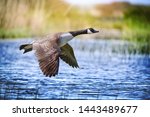 Canada goose big bird in flight ...