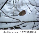Mourning Dove Hiding Behind New ...