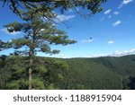 Small photo of a straggly evergreen seen against distance mountains and blue sky; Tioga County, PA, USA