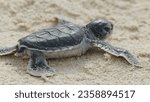 Small photo of Green sea turtle Chelonia Mydas hatchling that was freshly born rushing towards the Pacific Ocean in wet sand on Bay Canh Island on Con Dao National Park in Vietnam