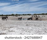 Small photo of Herd of African bush elephants led by matriarch on their way from Olifantsbad waterhole in Etosha National park in Namibia under the scorching sun of dry season