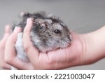 Cute cavia porcellus pig on asian child girl hands , pet and owern on background