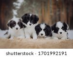 Border Collie Puppies Black And ...