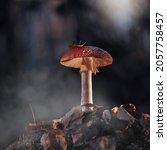 Mushroom Fly Agaric In The Dark ...