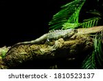 Small photo of Ctenosaura bakeri, also known as the Utila iguana, Baker's spinytail iguana, swamper or wishiwilly del suampo, is a critically endangered species of spinytail iguana endemic to the island of Utila.