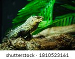 Small photo of Ctenosaura bakeri, also known as the Utila iguana, Baker's spinytail iguana, swamper or wishiwilly del suampo, is a critically endangered species of spinytail iguana endemic to the island of Utila.