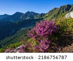 Flowering plants of Calluna vulgaris, common heather, heather or simply heather in high mountains with blue sky. Rest, relaxation and hiking in the mountains.