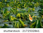 Small heron on water lily