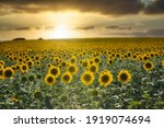 The Sunset In A Sunflower Field