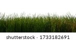 Large Tall Grass Isolated On A...