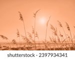 Small photo of Color of the year 2024: Peach Fuzz. Fashionable pantone trendy color of 2024 year. Winter landscape with dry frozen grass against snow covered plain, sky and sun at sunset. Natural background