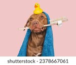 Cute brown dog, blue towel, yellow rubber duck and washing brush. Grooming dog. Closeup, indoors. Studio shot. Concept of care, education, obedience training and raising pets