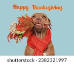 Happy Thanksgiving. Lovely brown puppy and congratulatory inscription. Closeup, indoors. Studio shot. Congratulations for family, relatives, loved ones, friends and colleagues. Pets care concept