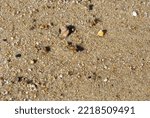A Bee Crawls Along The Sand...