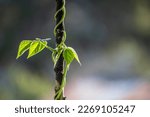 Small photo of a bean plant climbing onto a beanpole with tendrils, against dark background. selective focus on leaf. ecology and agriculture concept