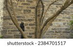 Small photo of Black squirrel jumps on a tree near a stone wall. As nature unfolds, squirrel eagerly eats nuts. In the shade, squirrel munches more, showing how nature thrives. Again, squirrel enjoys its nutty feast