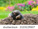 European Mole Crawling Out Of...