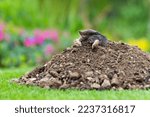 Small photo of Mole, Talpa europaea, making mole hill and damaging beautiful lawn and flower garden.