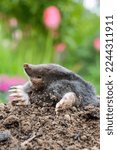 Small photo of Mole, Talpa europaea, making mole hill and damaging beautiful lawn and flower garden.