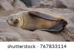 Solitary Cape Fur Seal Sleeping ...